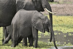 Iringa: Ruaha National Park Day Trip with Safari