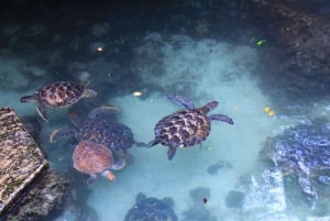 Joazani-bos en Salam-grot met entreegeld