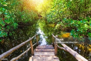 ザンジバル：ジョザニ・チュワカ湾国立公園ツアーをご覧ください