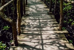 ザンジバル：ジョザニ・チュワカ湾国立公園ツアーをご覧ください