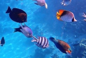 ジョザニ森林公園、ブルーラグーンでのシュノーケリング、ザ・ロック・レストラン