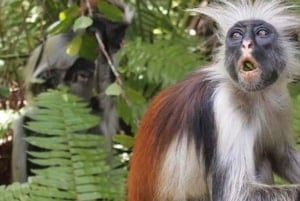 ジョザニ森林公園、ブルーラグーンでのシュノーケリング、ザ・ロック・レストラン