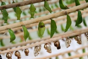 Sansibar: Jozani-Wald, Schmetterlinge und Mangroven-Kajakfahren