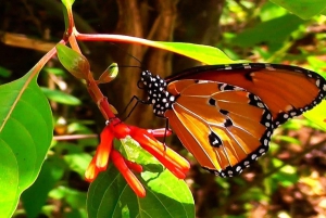 Jozani Forest & Butterfly, chamilions Center z lunchem