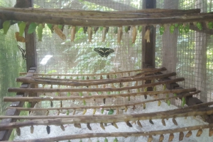 Zanzibar: Jozani Chwaka Bay Park Private Guided Tour