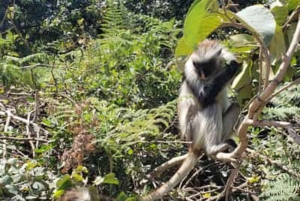 ZANZIBAR:Jozani Forest and Paje beach day trip