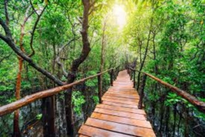 ZANZIBAR:Jozani Forest and Paje beach day trip