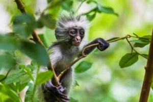 ZANZIBAR:Jozani Forest and Paje beach day trip