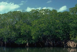 Zanzibar: Jozani Forest Tour