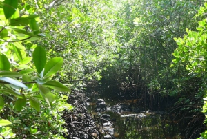 Zanzibar: Jozani Forest Tour