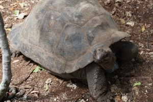 Jozani forest, Nakupenda beach & Prison island with Lunch