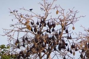 ZANZIBAR: czerwone małpy z lasu Jozani i pływanie w jaskini Maalum