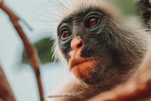 Excursion dans la forêt de Jozani et à la plage de Paje avec le restaurant The Rock