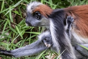 Excursion dans la forêt de Jozani et à la plage de Paje avec le restaurant The Rock