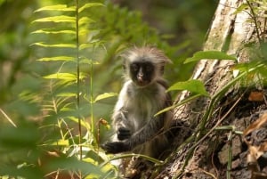 Excursion dans la forêt de Jozani et à la plage de Paje avec le restaurant The Rock