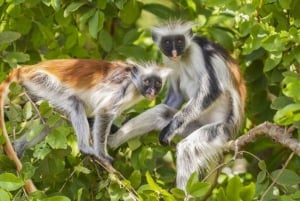 Zanzibar: Jozani Red Colobos Monkey & Salaam Turtle Santuary