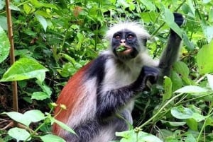Jozani Forest: Rode franjeapen en mangrove rondleiding