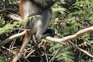 ZANZIBAR:Jozani forest,Visit Sea turtles Sanctuary+the rock