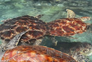 ZANZIBAR:Jozani forest,Visit Sea turtles Sanctuary+the rock