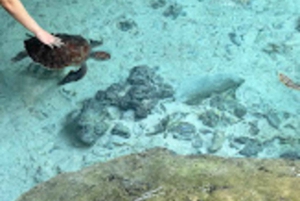 ZANZIBAR:Jozani forest,Visit Sea turtles Sanctuary+the rock