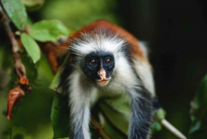 ZANZIBAR: Jozani forest, turtles Sanctuary & Rock Restaurant