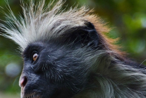 ZANZIBAR: Jozani forest, turtles Sanctuary & Rock Restaurant