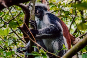 ZANZIBAR: Jozani forest, turtles Sanctuary & Rock Restaurant