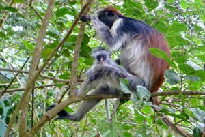 ZANZIBAR: Jozani forest, turtles Sanctuary & Rock Restaurant
