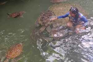 ZANZIBAR: Jozani forest, turtles Sanctuary & Rock Restaurant
