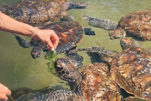 ZANZIBAR: Jozani forest, turtles Sanctuary & Rock Restaurant