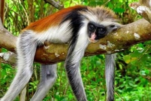 Zanzibar: Floresta de Jozani, Gruta de Salaam e mergulho com tartarugas