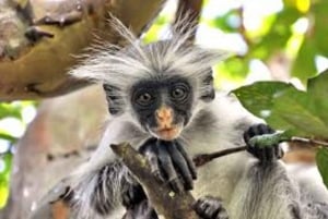 Zanzibar: Floresta de Jozani, Gruta de Salaam e mergulho com tartarugas