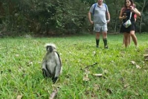 Zanzibar: Floresta de Jozani, Gruta de Salaam e mergulho com tartarugas