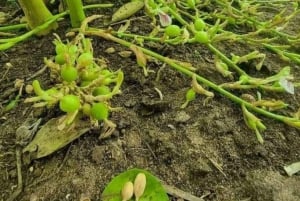 Zanzibar: Floresta de Jozani, Gruta de Salaam e mergulho com tartarugas