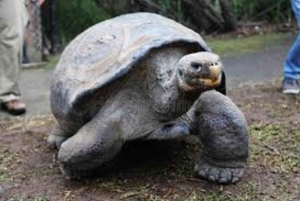 ZANZIBAR:Amazing tour Nakupenda SandBank with fruits