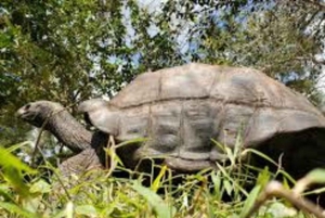 ZANZIBAR:Amazing tour Nakupenda SandBank with fruits