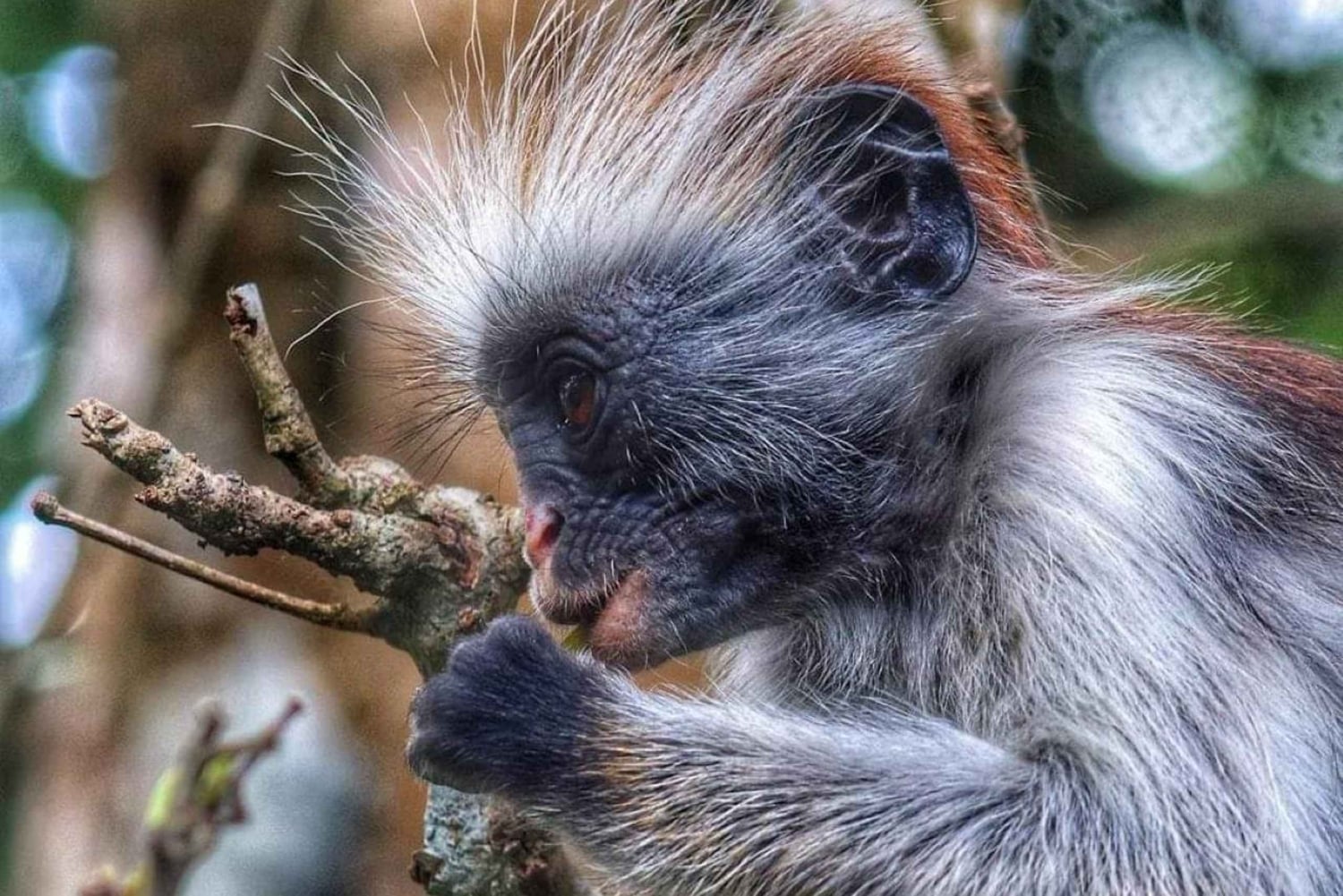 Jozanin metsän kävelykierros