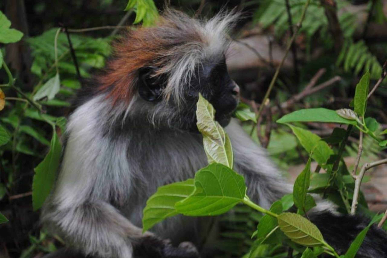 Jozanin metsän kävelykierros