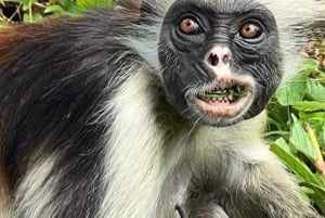 Sansibar: Jozanin metsän kävelykierros