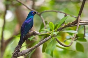 Sansibar: Jozanin metsän kävelykierros