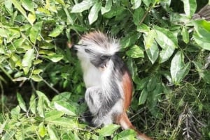 Sansibar: Jozanin metsän kävelykierros