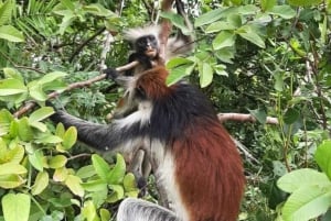 Sansibar: Jozanin metsän kävelykierros