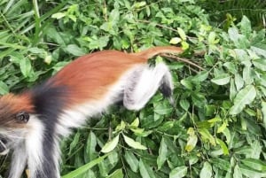 Sansibar: Jozanin metsän kävelykierros