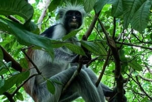 Sansibar: Jozanin metsän kävelykierros