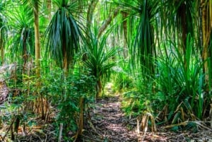 Sansibar: Jozanin metsän kävelykierros