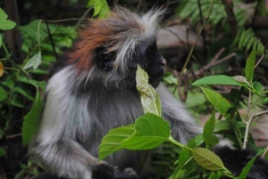 Jozanin metsän kävelykierros