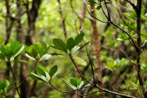 Jozanin metsän kävelykierros