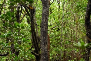 Jozanin metsän kävelykierros