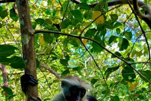Jozanin metsän kävelykierros