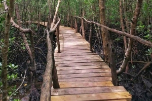 Jozanin metsän kävelykierros